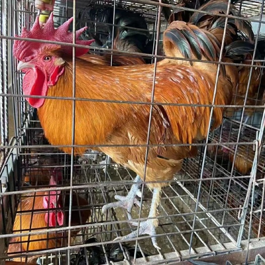 鸡种蛋 纯种红瑶鸡种蛋可以孵化小鸡的种蛋保障受精率包邮到家