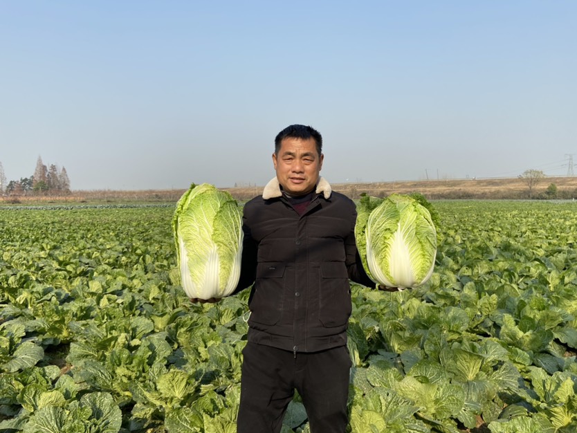 黄心白菜 全国发货 湖南产地 自产自销 坏烂包赔。