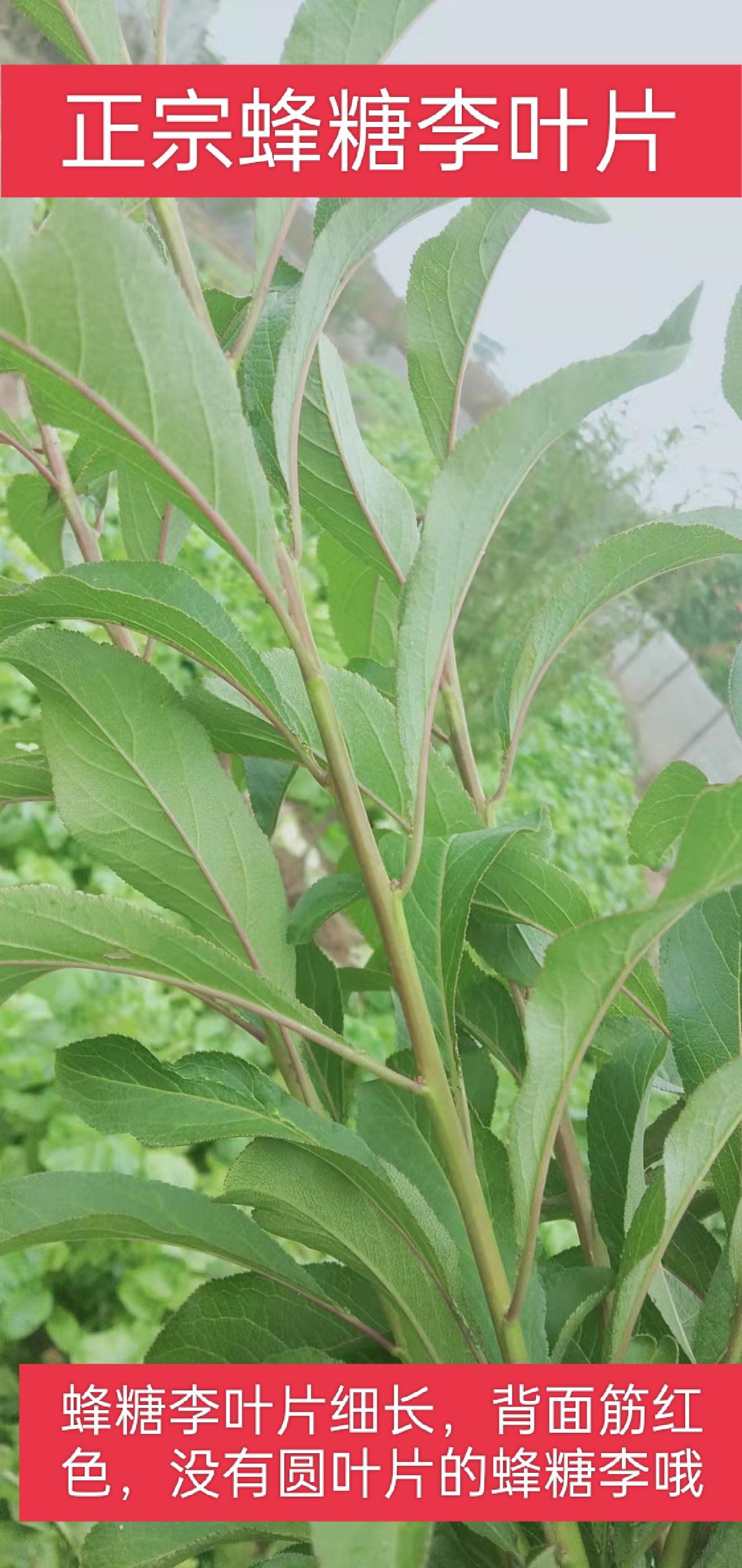 李子苗 蜂糖李苗 贵州蜂糖李苗 味帝李苗