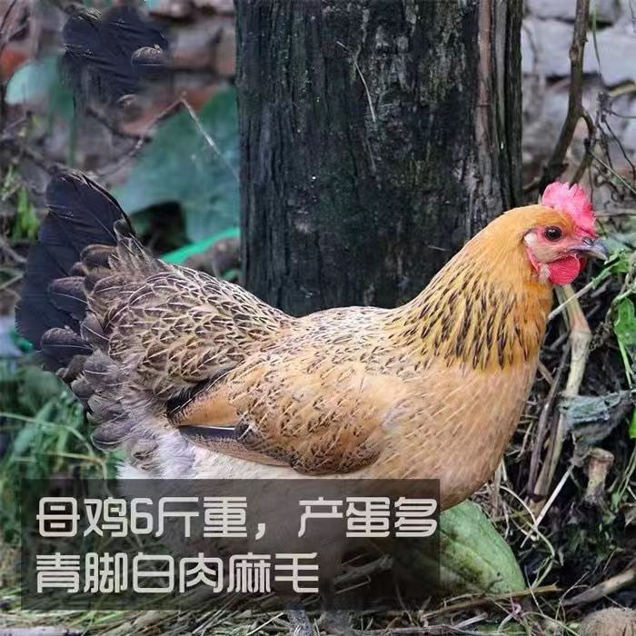 青脚麻鸡保种种蛋快大型土鸡鸡种蛋可以孵化小鸡的种蛋保障受精率