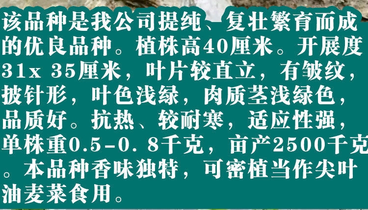 四季莴笋种子青皮绿肉香莴笋种子耐热耐寒春秋冬播种蔬菜种籽