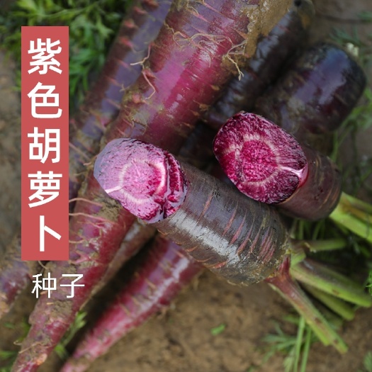 衡阳紫色胡萝卜种子紫胡萝卜种子
