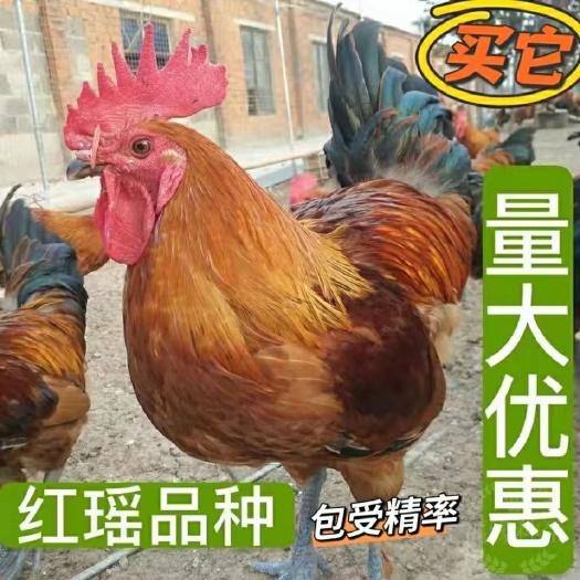 土鸡种蛋 麻鸡种蛋可以孵化小鸡的受精蛋 保障受精率 包邮到家