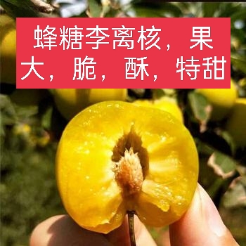 李子苗 蜂糖李苗 贵州蜂糖李苗 味帝李苗