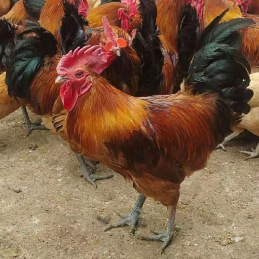青脚麻鸡保种种蛋快大型土鸡鸡种蛋可以孵化小鸡的种蛋保障受精率