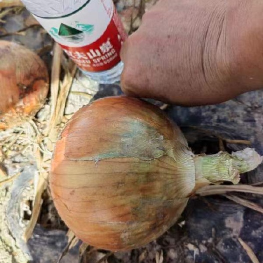 金塔县黄皮洋葱