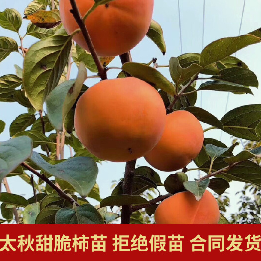 平邑县柿子树苗 嫁接日本太秋甜柿苗 大秋柿子苗 甜脆柿苗 保真
