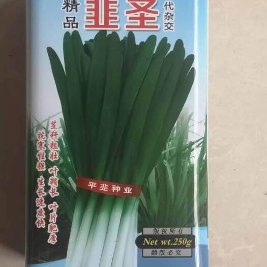 新韭菜种子 宽叶品种粗跟韭黄种子四季大棚韭菜种子不休眠韭菜