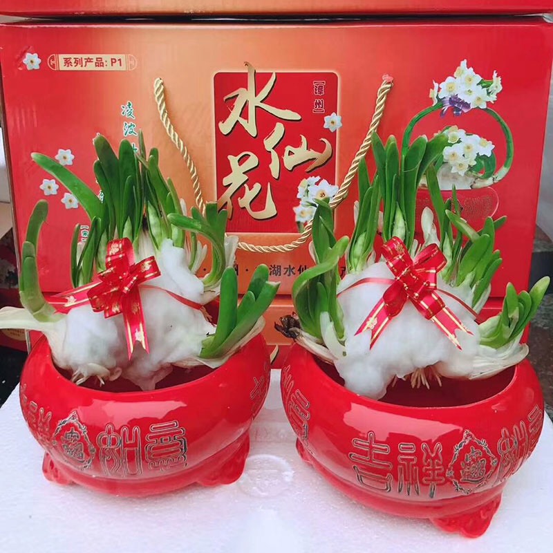 漳州雕刻水仙花批发 多花枝 春节年宵花卉自产自销