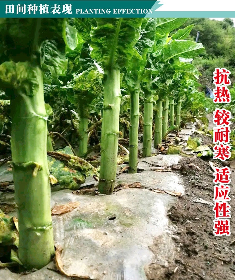 四季莴笋种子青皮绿肉香莴笋种子耐热耐寒春秋冬播种蔬菜种籽