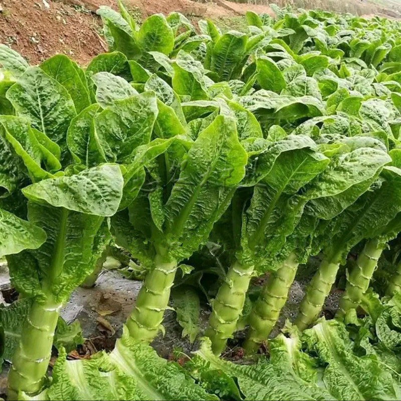 四季莴笋种子青皮绿肉香莴笋种子耐热耐寒春秋冬播种蔬菜种籽