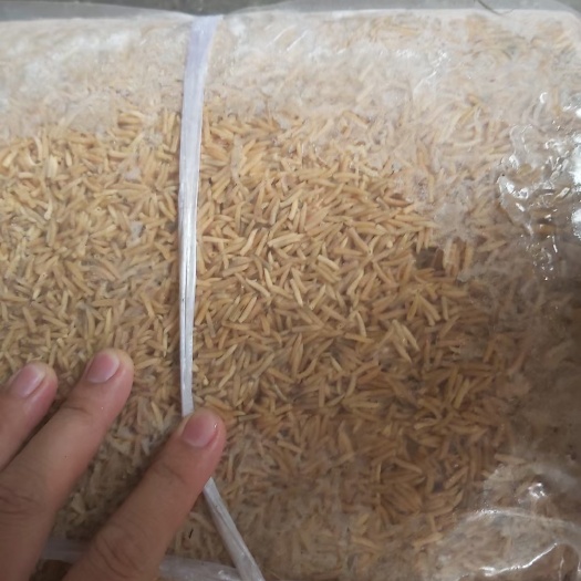黑水虻虫，蝇蛆虫