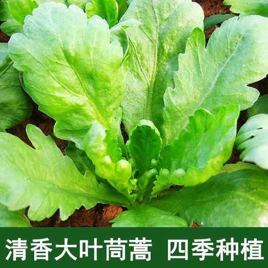 大叶茼蒿种子