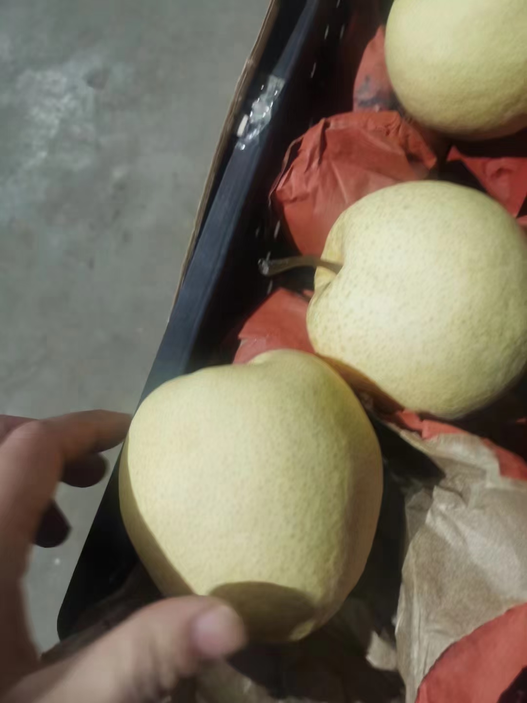 陕西纸袋酥梨（砀山酥梨）现货供应欢迎采购货源充足预售从速