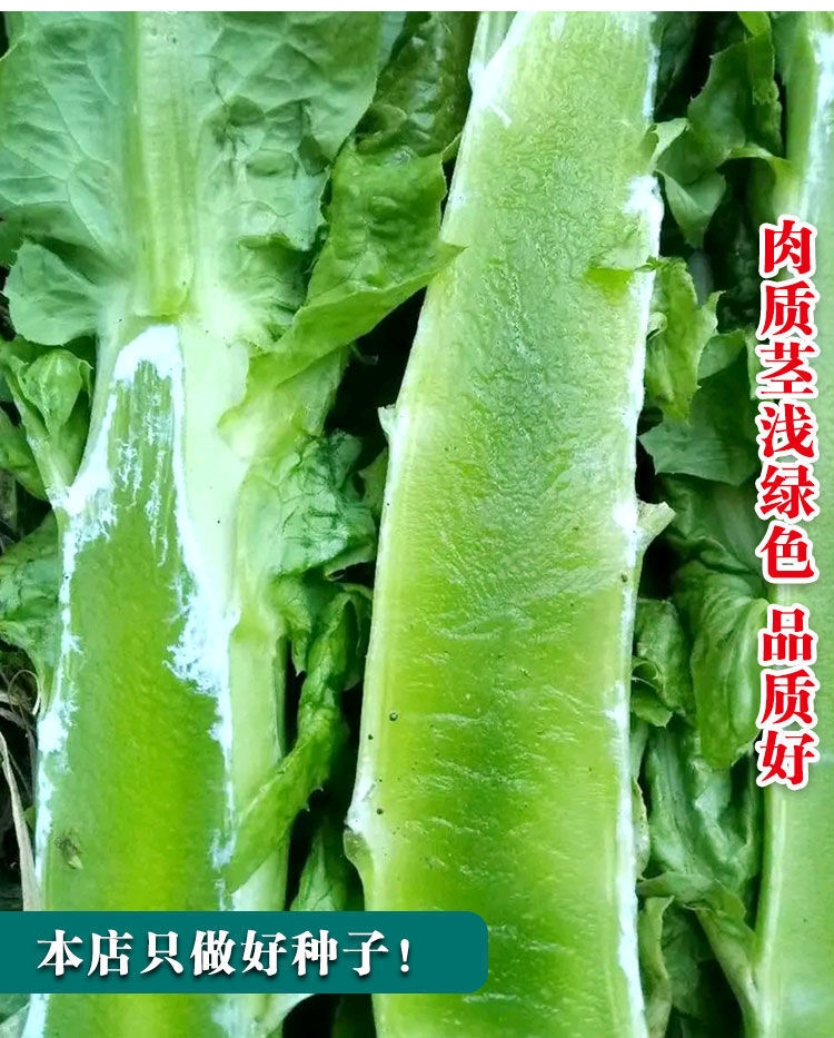四季莴笋种子青皮绿肉香莴笋种子耐热耐寒春秋冬播种蔬菜种籽
