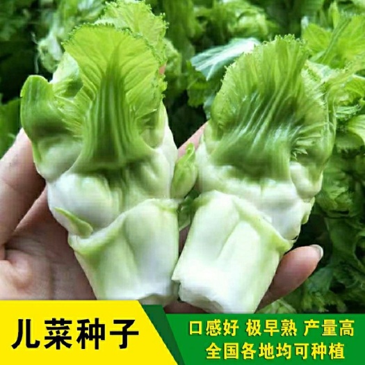 四川儿菜种子种籽芥菜种四季菜种娃娃菜蔬菜抱儿菜孑菜籽耳菜重庆
