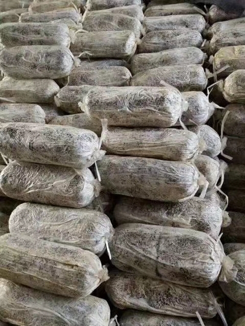冠县灵芝菌棒各种规格都有