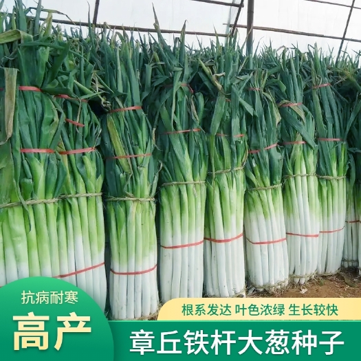 衡阳铁杆大葱种子章丘大葱种子