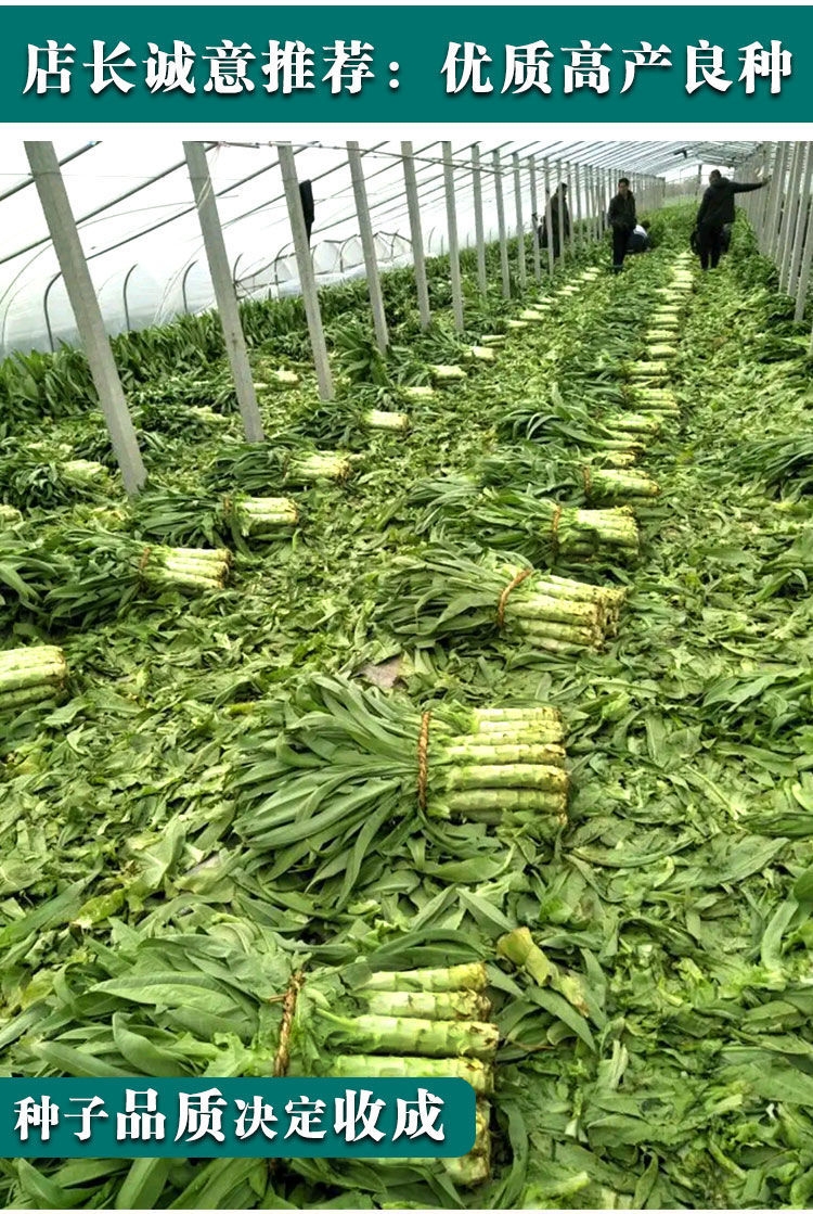 四季莴笋种子青皮绿肉香莴笋种子耐热耐寒春秋冬播种蔬菜种籽