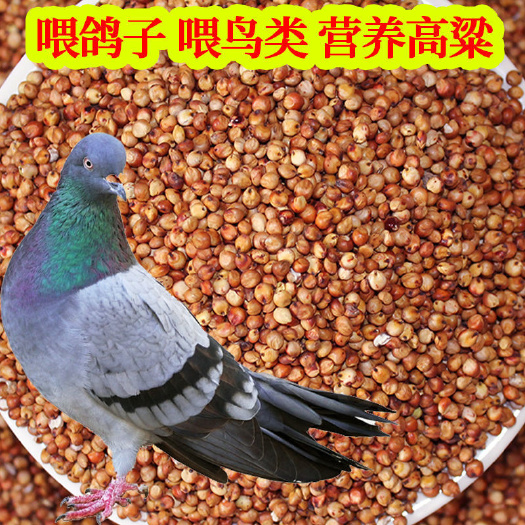 榆林红缨子全糯高粱，优质酿酒上等原粮品种，