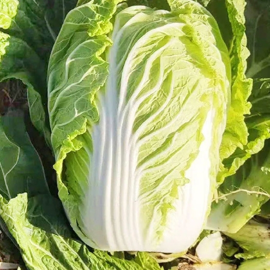 衡阳早熟五号大白菜种子 早熟5号白菜籽春夏秋播改良蔬菜种子包