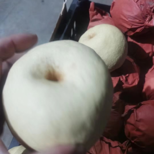 大荔县陕西纸袋酥梨（砀山酥梨）现货供应欢迎采购货源充足预售从速