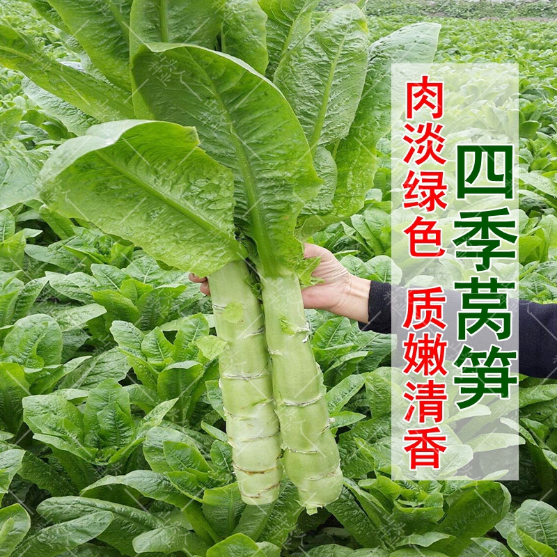 四季莴笋种子青皮绿肉香莴笋种子耐热耐寒春秋冬播种蔬菜种籽