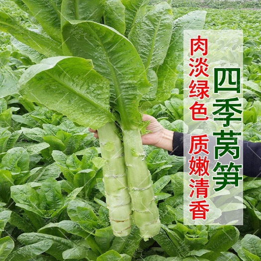 衡阳四季莴笋种子青皮绿肉香莴笋种子耐热耐寒春秋冬播种蔬菜种籽