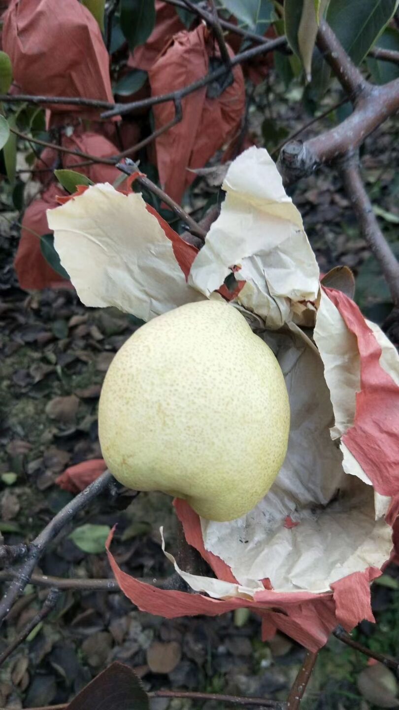 陕西纸袋酥梨（砀山酥梨）现货供应欢迎采购货源充足预售从速