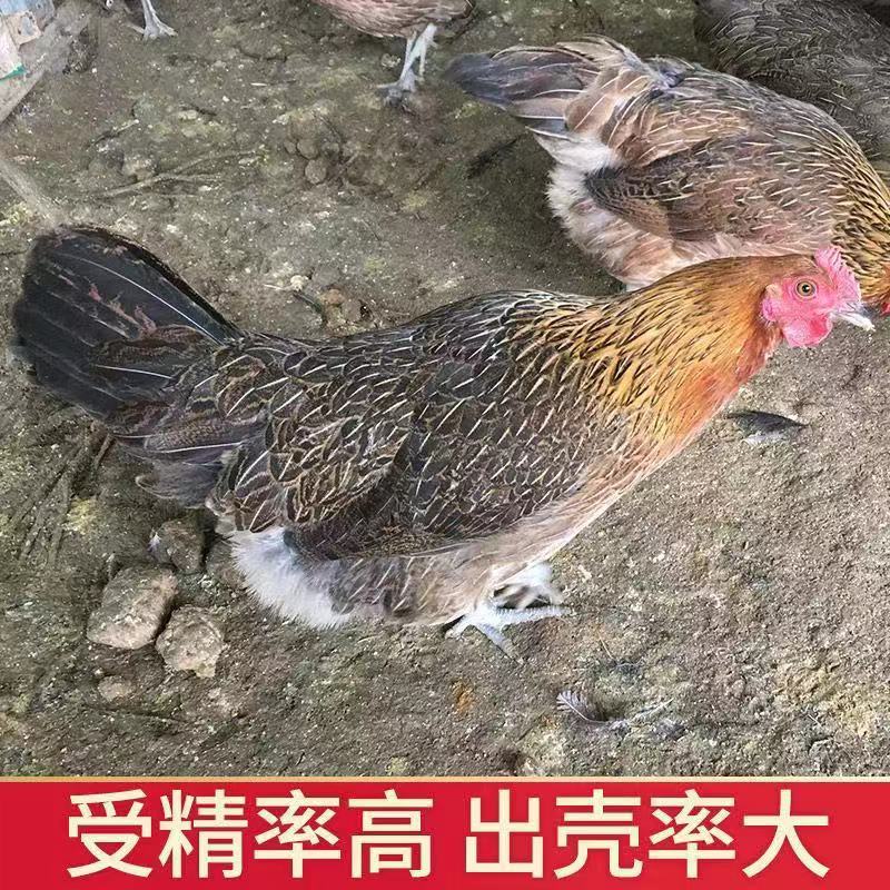 青脚麻鸡保种种蛋快大型土鸡鸡种蛋可以孵化小鸡的种蛋保障受精率