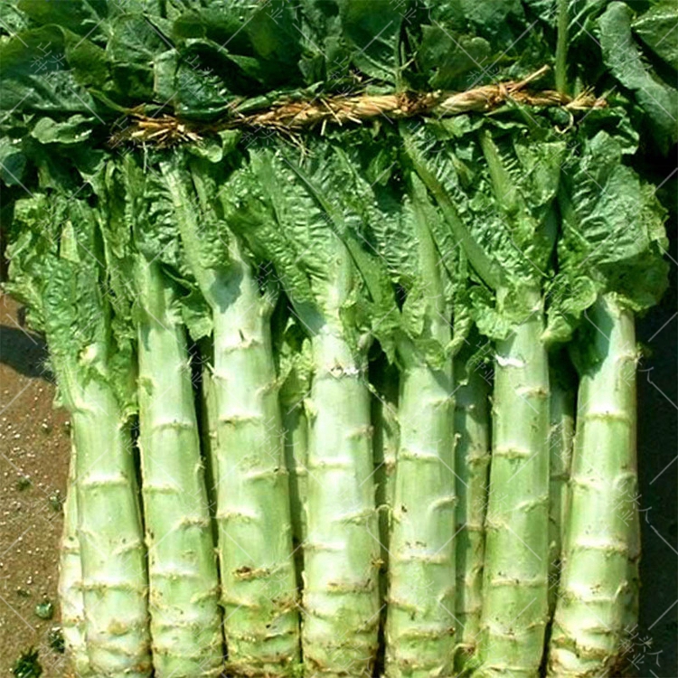 四季莴笋种子青皮绿肉香莴笋种子耐热耐寒春秋冬播种蔬菜种籽