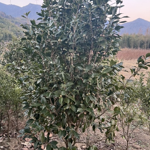 宁海县六角大红茶花