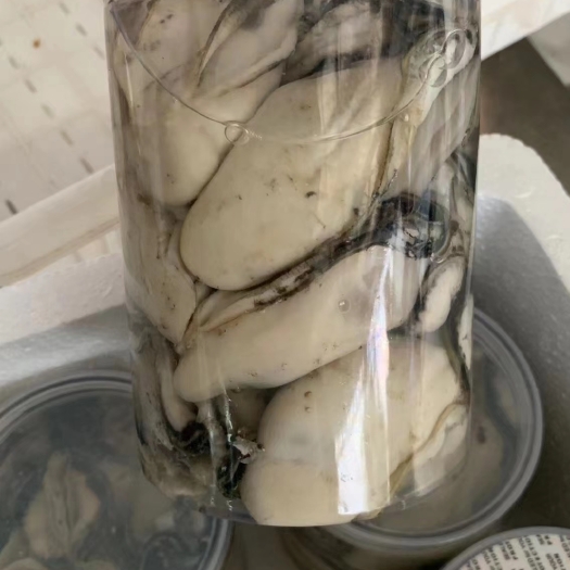广州台山生蚝肉批发