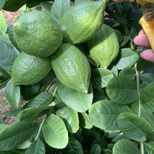 文昌市海南种植的广东香水柠檬 香味浓
