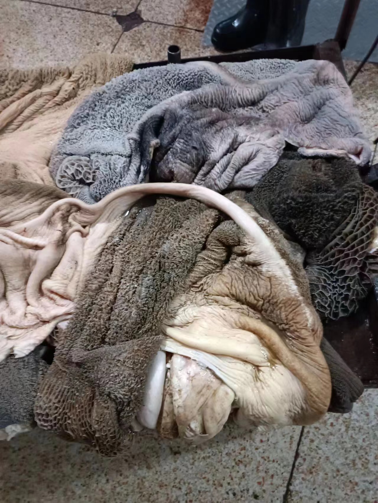 牛大肚，黄牛大肚