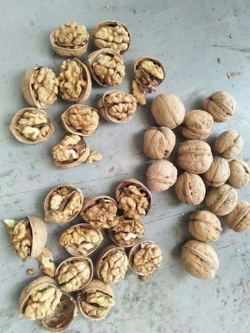 新疆的纸皮核桃185新疆纸皮核桃