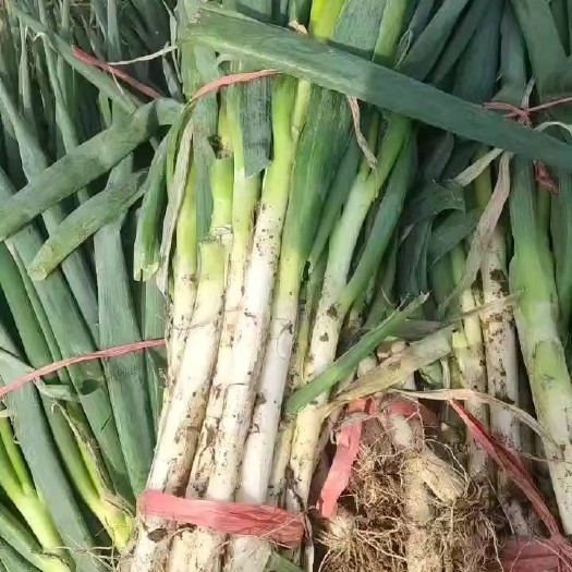 杭州从河南带过来的大葱2300斤，可零卖可整兑，欢迎咨询