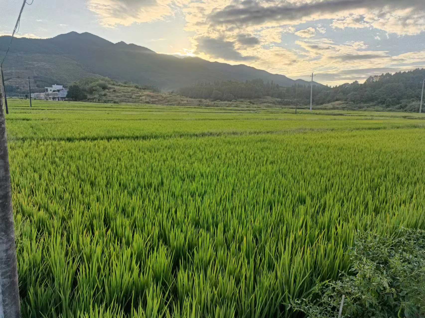 牧草种植补贴600元一亩，玉米黄豆200元一亩，村里直接流转