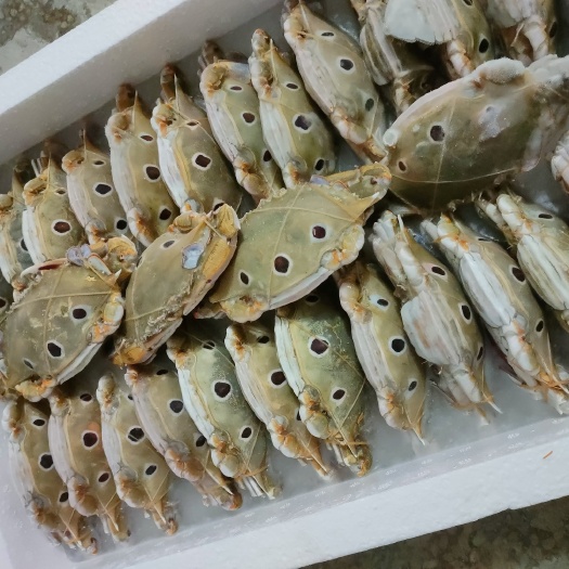 北海三眼蟹三点蟹 冷冻螃蟹