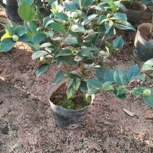 漳平市香妃茶花盆栽带花苞浓香型茶花四季开花室内耐寒花卉植物茶花树苗