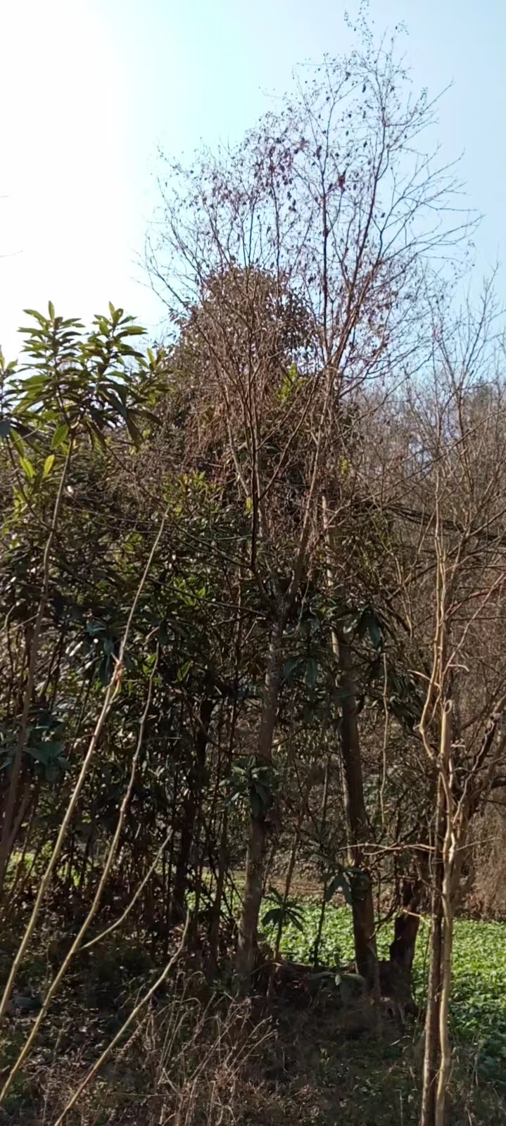 汉中米径15公分皂角树