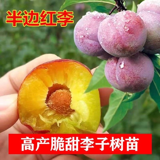 苍溪县正宗半边红（茵红李）嫁接李子苗，包对版
