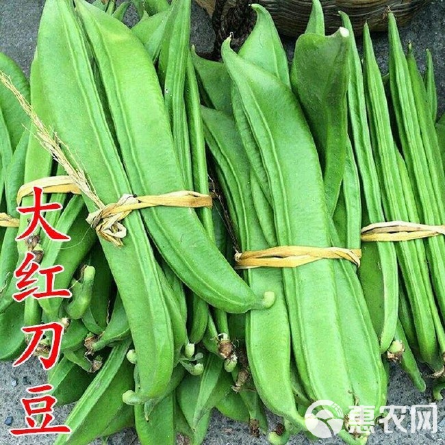 大红刀豆种子大扁豆种籽刀板豆刀豆种子巴西豆爬藤豆角种子