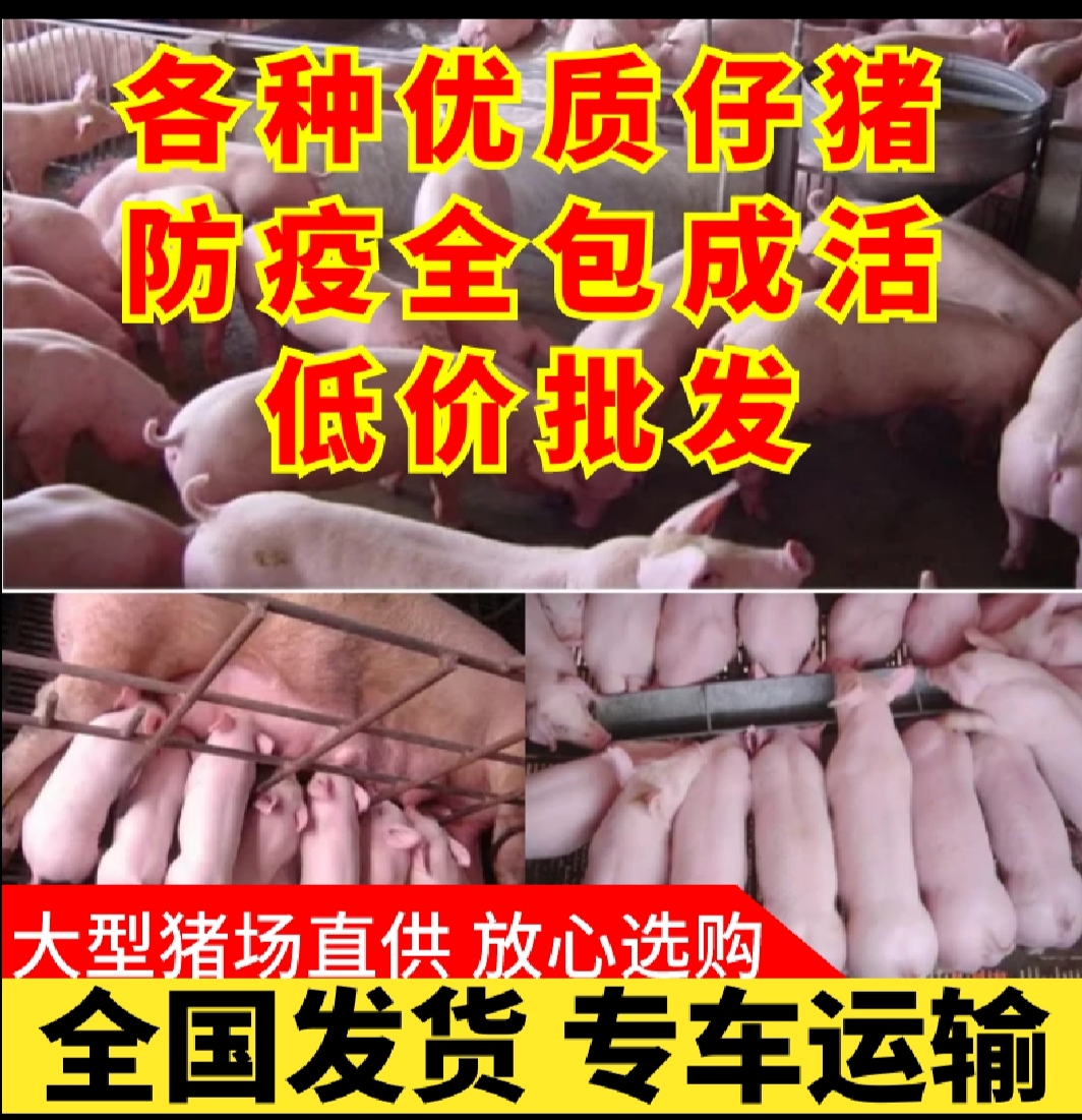 沂南县三元仔猪  山东猪苗猪场直供。送猪到家。全程技术指导支持血检