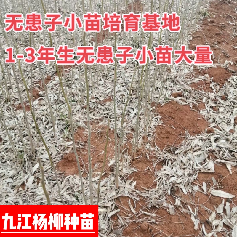 无患子小苗 一年生无患子小苗基地 无患子小苗产地批发价格