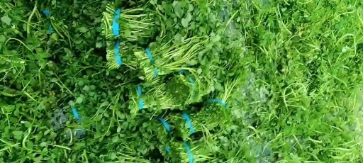 连州市西洋菜吃菜，西洋菜种苗出售等等