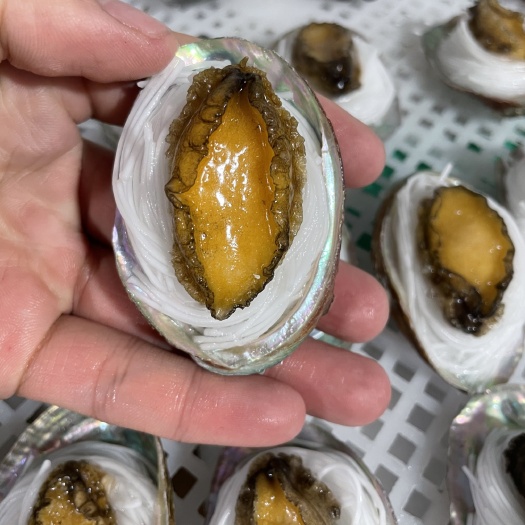 粉丝鲍鱼【鲍鱼厂家】冻鲍鱼全规格大小支持定制贴牌酒店食材批发