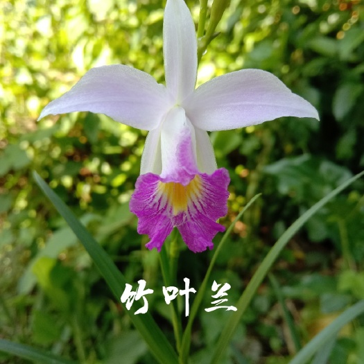 防城港竹叶兰