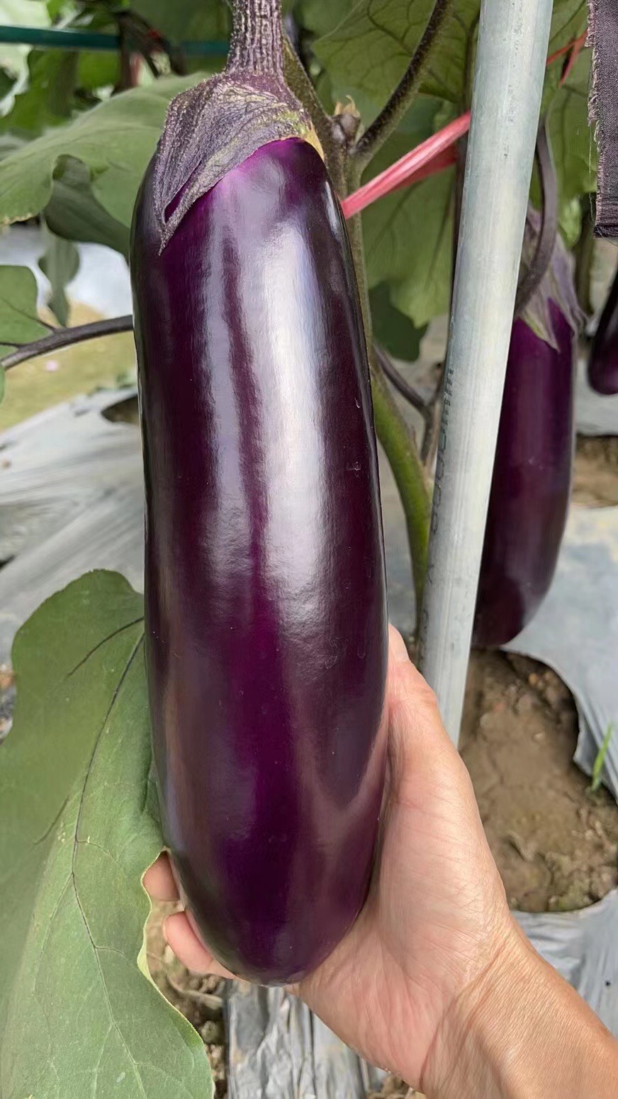 广东惠州产地直销。￼嫁中茄。 嫁接烧烤茄