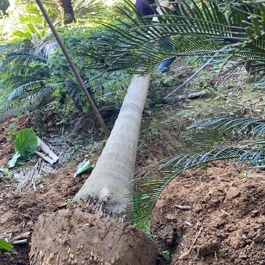 漳州假槟榔批发自然高9米福建漳州诚远苗木假槟榔种植基地苗农一手货